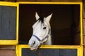 White Arabian horse sticking his tongue out Royalty Free Stock Photo