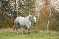 White arabian horse trotting in the forest Royalty Free Stock Photo