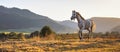 White Arabian horse walking on grass field, afternoon sun shines in background Royalty Free Stock Photo