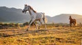 White Arabian horse walking on grass field another brown one behind, afternoon sun shines in background Royalty Free Stock Photo