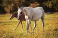 White Arabian horse walking on green grass field, blurred brown foal background Royalty Free Stock Photo