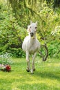 White Arabian horse walking towards camera, green grass and trees garden around Royalty Free Stock Photo