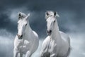 White arabian horses portrait Royalty Free Stock Photo