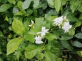 White Arabian jasmine in the garden. Beautiful nature