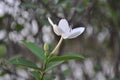 White Arabian jasmine Royalty Free Stock Photo