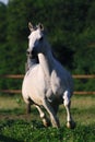 White arabian mare Royalty Free Stock Photo