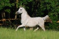 White arabian mare Royalty Free Stock Photo