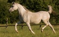 White arabian mare Royalty Free Stock Photo