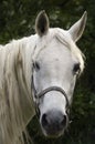 White Arabian mare Royalty Free Stock Photo