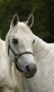 White Arabian mare Royalty Free Stock Photo
