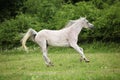 White Arabian mare running in front of green background Royalty Free Stock Photo