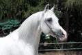 White arabian stallion