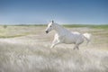 White horse free run in stipa Royalty Free Stock Photo