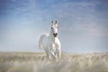 White horse in stipa field Royalty Free Stock Photo