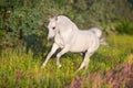 White arabian stallion Royalty Free Stock Photo