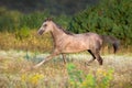 Horse run on field Royalty Free Stock Photo