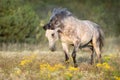 White arabian stallion with long mane Royalty Free Stock Photo