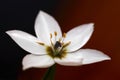 White Arabicum flower Royalty Free Stock Photo