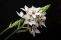 White Arabicum flowers Royalty Free Stock Photo