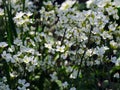 White Arabis alpina flowers blooming in nature