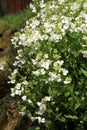 White Arabis alpina