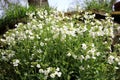 White Arabis alpina Royalty Free Stock Photo