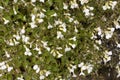 White arabis caucasica flowers background photo