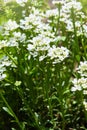 White arabis caucasica flowers growing in the garden