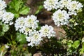 White arabis caucasica flowers growing in the garden