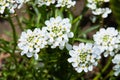 White arabis caucasica flowers growing in the garden