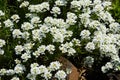 White arabis caucasica flowers growing in the garden