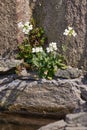 White Arabis caucasica flowers growing on a rocky ground