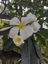 White Araliya Boutique With Flower Buds in Live