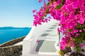 White architecture and pink flowers with sea view. Santorini island, Greece