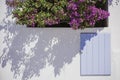 White architecture on Santorini island, Greece. Blue window shutter and pink flowers on the facade Royalty Free Stock Photo