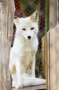 White arctic fox animal portrait Royalty Free Stock Photo