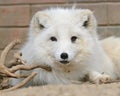 White arctic fox close up portrait