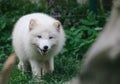 White arctic fox close up portrait Royalty Free Stock Photo