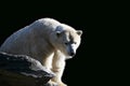 White arctic polar bear on rocks over black Royalty Free Stock Photo