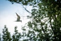 Arctic tern (Sterna paradisaea) flying through the trees under a blue sky, the concept of freedom Royalty Free Stock Photo