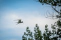 Arctic tern (Sterna paradisaea) flying through the trees under a blue sky, the concept of freedom Royalty Free Stock Photo