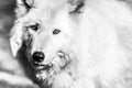 White Arctic wolf closeup, black and white