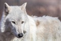 White Arctic wolf has beautiful golden eyes