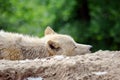 White Arctic Wolf Closeup Lying on Rock