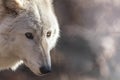 White Arctic wolf has beautiful golden eyes