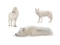 White arctic wolf lies in the snow during snowfalls