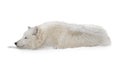 A white arctic wolf lies in the snow during snowfalls Royalty Free Stock Photo