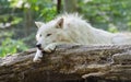 White arctic wolf lying