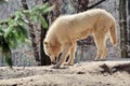 White Arctic Wolf Portrait Canis Lupus Arctos Stock Photo Royalty Free Stock Photo