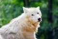 White Arctic Wolf Sitting Closeup